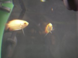 aqua19.jpg